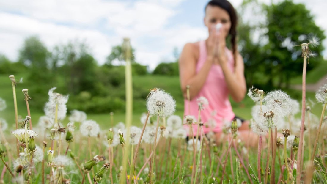 Hay fever symptoms and hay fever relief in nature, woman in field of dandelions.